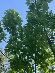 Aesculus chinensis