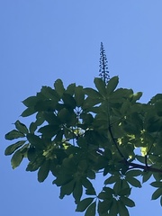 Aesculus chinensis