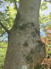 Aesculus chinensis