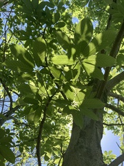 Aesculus chinensis