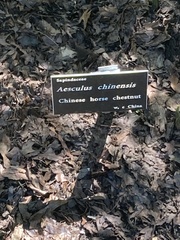 Aesculus chinensis