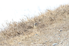 Spermophilus erythrogenys