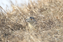 Spermophilus erythrogenys