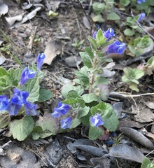 Scutellaria tuberosa