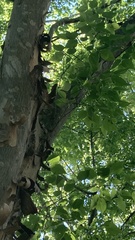 Pteroceltis tatarinowii