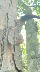 Pteroceltis tatarinowii