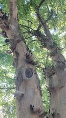 Pteroceltis tatarinowii