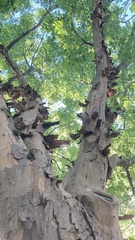 Pteroceltis tatarinowii