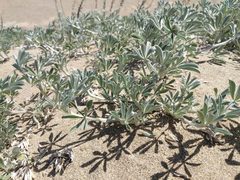 Lupinus tidestromii