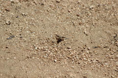 Thyridanthrax andrewsi