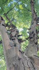 Pteroceltis tatarinowii