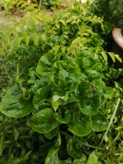 Alternanthera sissoo