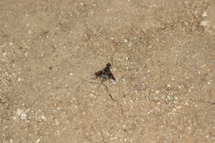 Thyridanthrax andrewsi