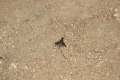 Thyridanthrax andrewsi