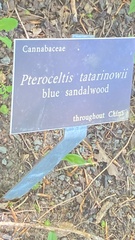 Pteroceltis tatarinowii