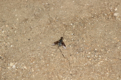 Thyridanthrax andrewsi