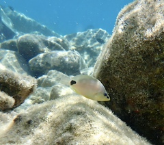 Hypoplectrus unicolor