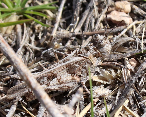 Finned Grasshopper