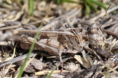 Trachyrhachys aspera