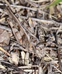 Trachyrhachys aspera