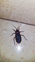 Brontostoma colossus