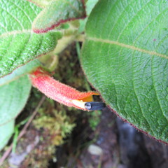 Centropogon asclepiadeus