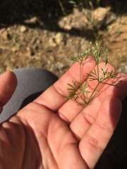 Apiastrum angustifolium