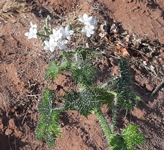 Cnidoscolus maculatus