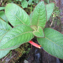 Centropogon asclepiadeus