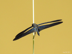 Rhyothemis plutonia