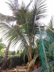 Areca catechu