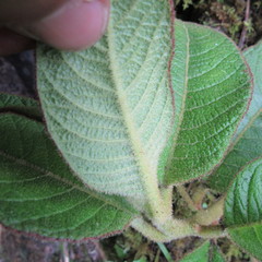 Centropogon asclepiadeus