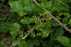Dioscorea communis