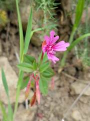 Clarkia concinna raichei