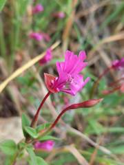 Clarkia concinna raichei