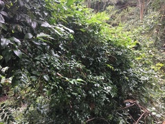 Ventilago ecorollata