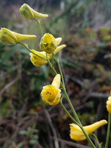 golden larkspur (Delphinium luteum)