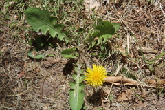 Taraxacum officinale