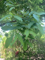 Pterocarya rhoifolia