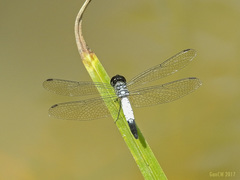 Brachydiplax farinosa