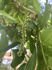 Pterocarya rhoifolia