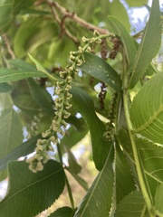 Pterocarya rhoifolia