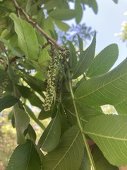 Pterocarya rhoifolia