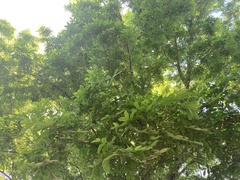 Pterocarya rhoifolia