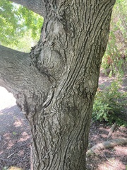 Pterocarya rhoifolia