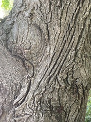 Pterocarya rhoifolia