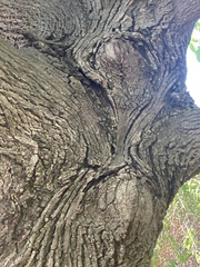 Pterocarya rhoifolia