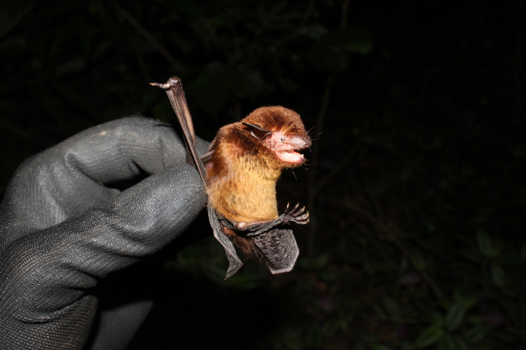 Taddei's Serotine