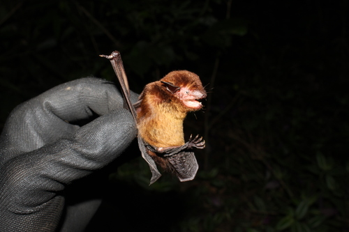 Eptesicus taddeii · iNaturalist