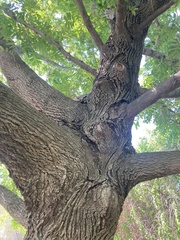 Pterocarya rhoifolia